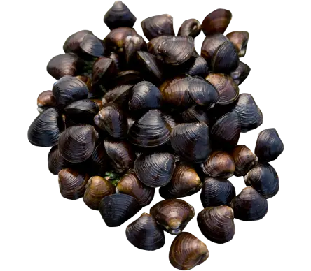 新陳代謝を活発にするLオルニチン